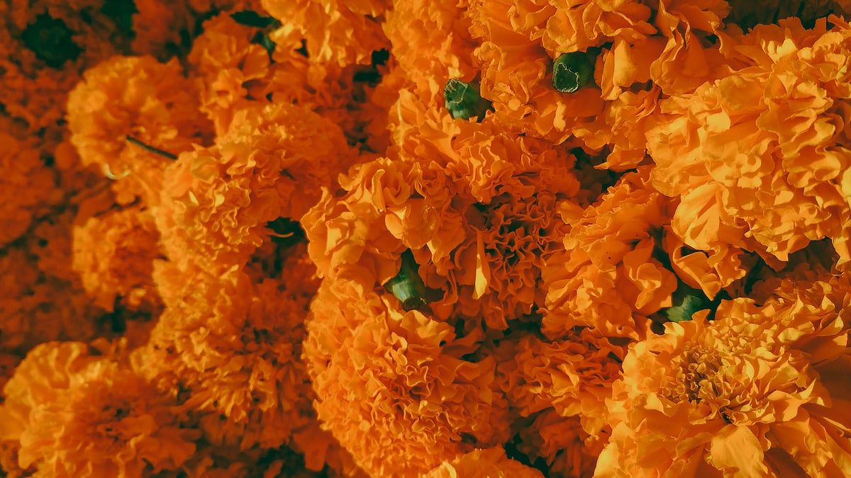 Marigold, hibiscus, jasmine, and sandalwood contribute to the familiar fragrances associated with worship during Durga Puja