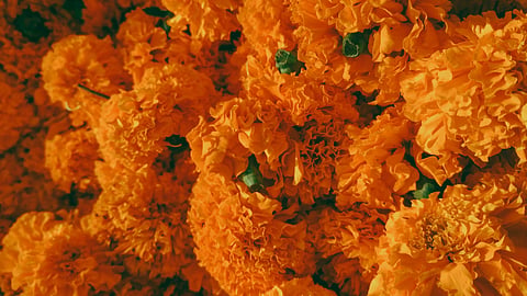 Marigold, hibiscus, jasmine, and sandalwood contribute to the familiar fragrances associated with worship during Durga Puja