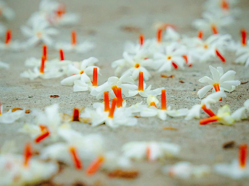 Shiuli flowers, also known as parijat or night-flowering jasmine, are among the first signs of Durga Puja in Bengal