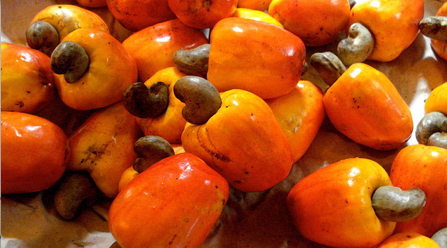 Cashew is at the heart of these drinks