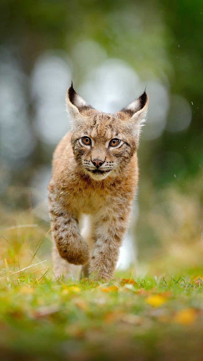 Shutterstock : A young Lynx in its habitat
