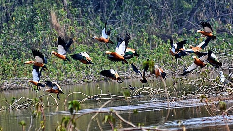 Sukhna Wildlife Sanctuary