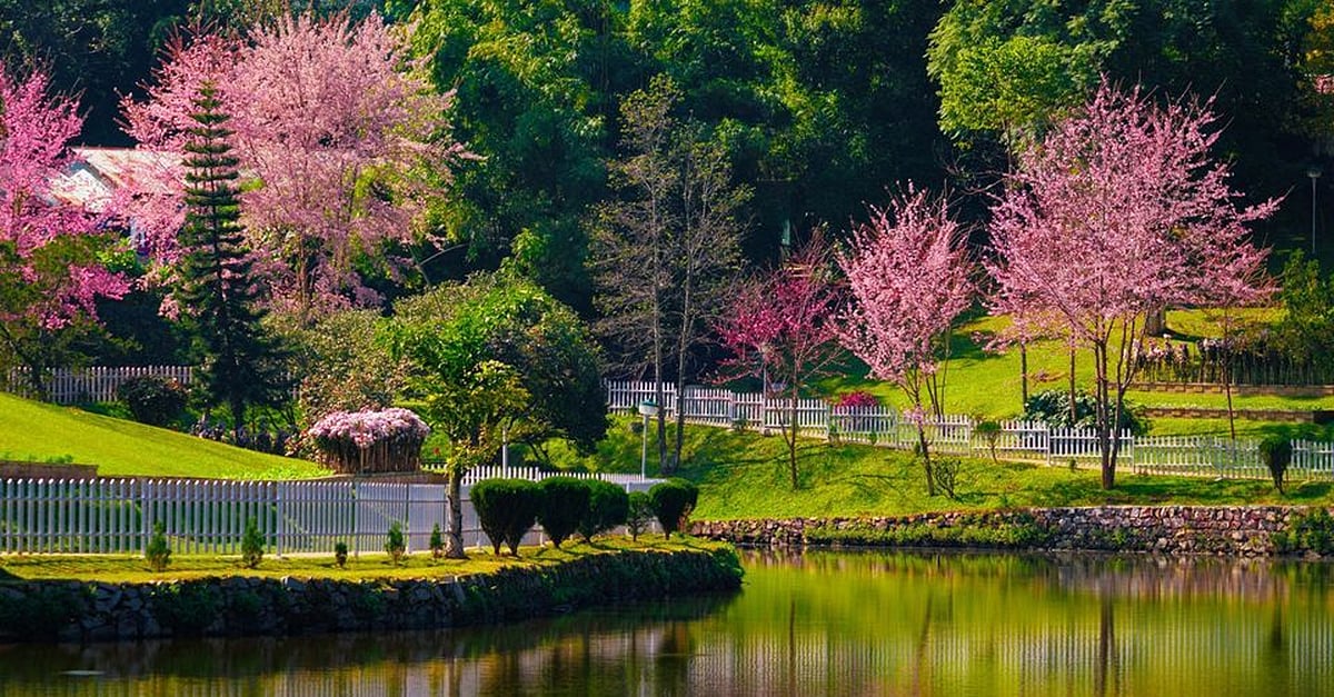 The Wards Lake in Shillong during the cherry blosom