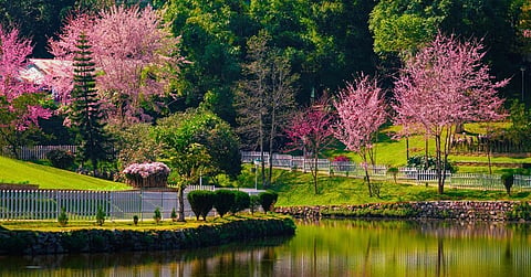 The Ward's Lake in Shillong during the cherry blosom