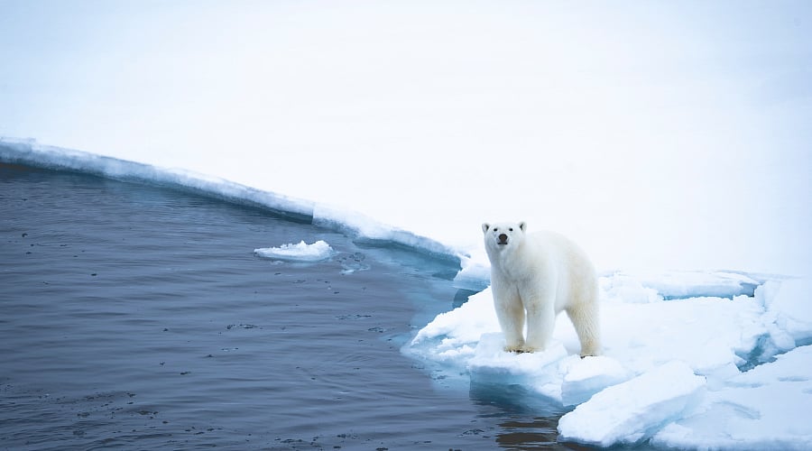 Spotting Polar Bears