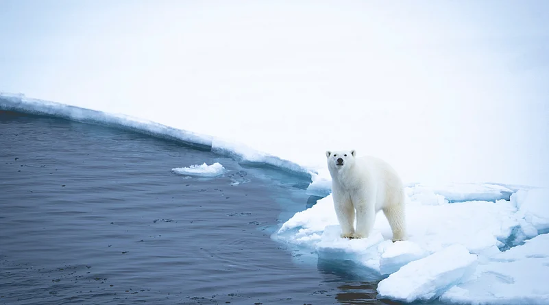 Spotting Polar Bears
