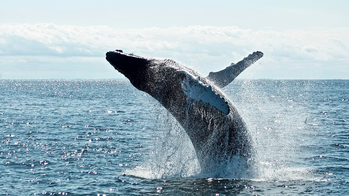 Unsplash : A grey whale
