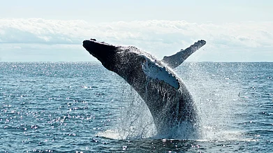 Unsplash : A grey whale