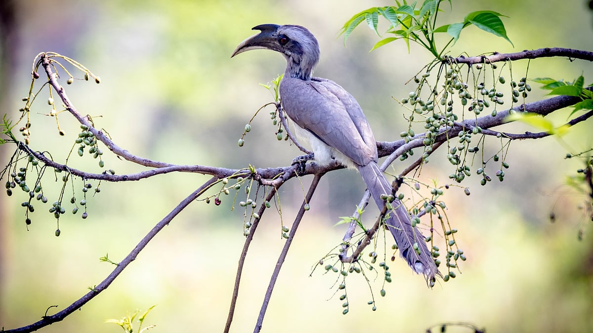 Wikimedia Commons : An Indian Grey Hornbill 