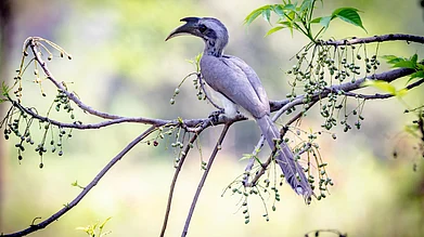 Wikimedia Commons : An Indian Grey Hornbill
