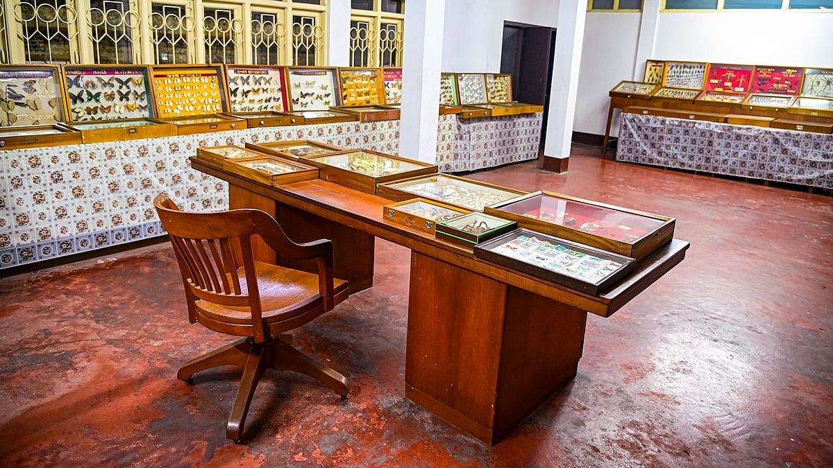 Wankhar Entomology Museum in Riatsamthiah houses approximately 1,600 types of butterflies and moths
