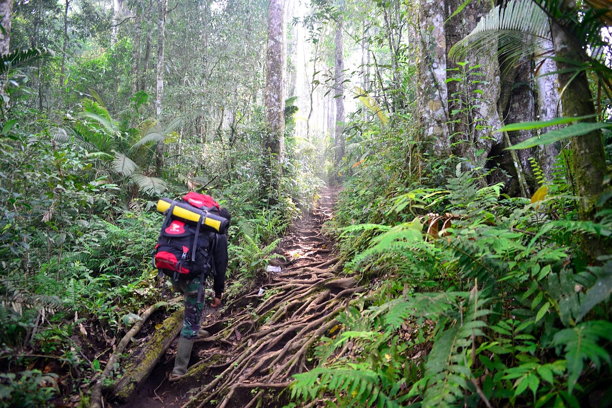 Sumatra, a large Indonesian island west of Java and south of the Malay Peninsula