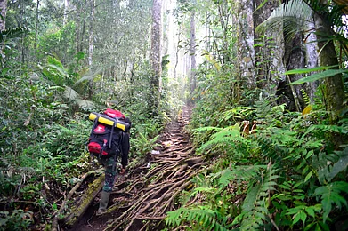 Sumatra, a large Indonesian island west of Java and south of the Malay Peninsula