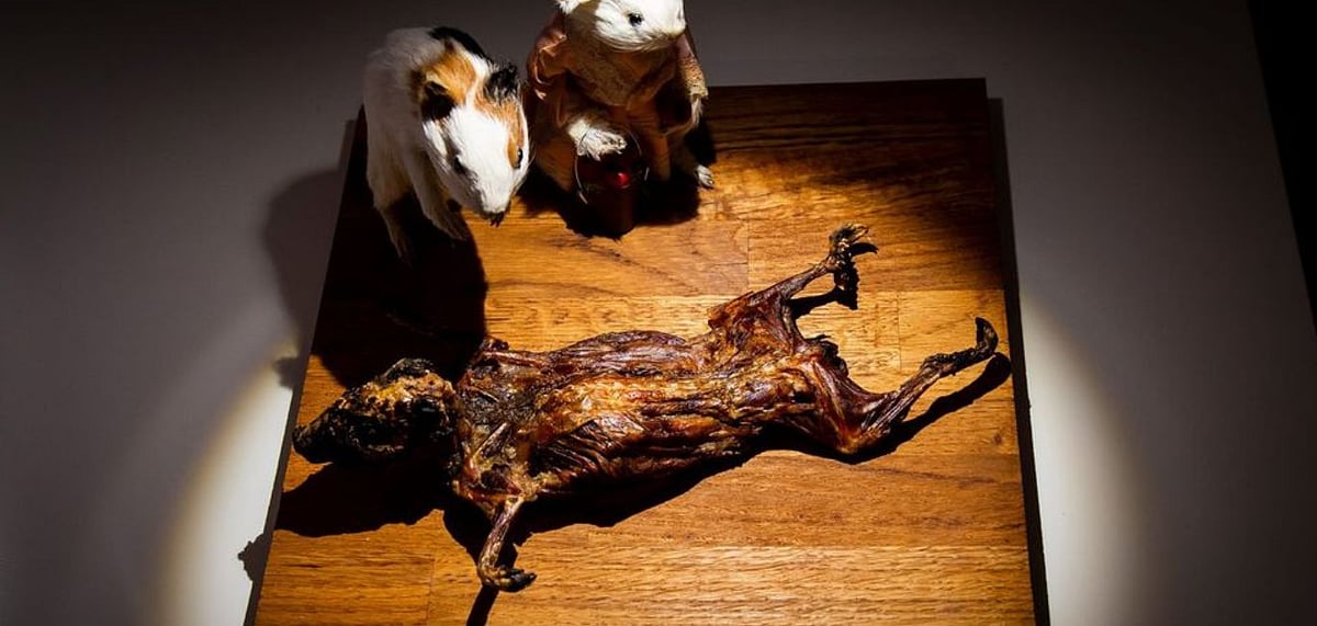 DFM features a variety of disgusting international cuisines. Credit Facebook/Disgusting Food Museum