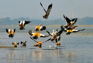 Credit www.shutterstock.com / Samsul Huda Patgiri : A flock of Brahminy duck, or the Ruddy shelduck, take flight at the Deepor Beel Wildlife Sanctuary.