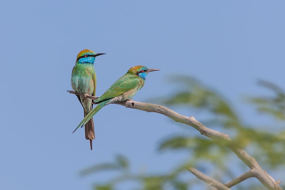A pair of Arabian Green Bee-eaters (Merops cyanophrys) in the Al Wasit Wetland Nature Reserve, Sharjah, United Arab Emirates. Credit www.shutterstock.com / David Steele