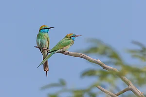 A pair of Arabian Green Bee-eaters (Merops cyanophrys) in the Al Wasit Wetland Nature Reserve, Sharjah, United Arab Emirates. Credit www.shutterstock.com / David Steele
