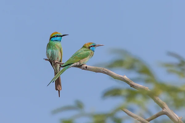 A pair of Arabian Green Bee-eaters (Merops cyanophrys) in the Al Wasit Wetland Nature Reserve, Sharjah, United Arab Emirates. Credit www.shutterstock.com / David Steele