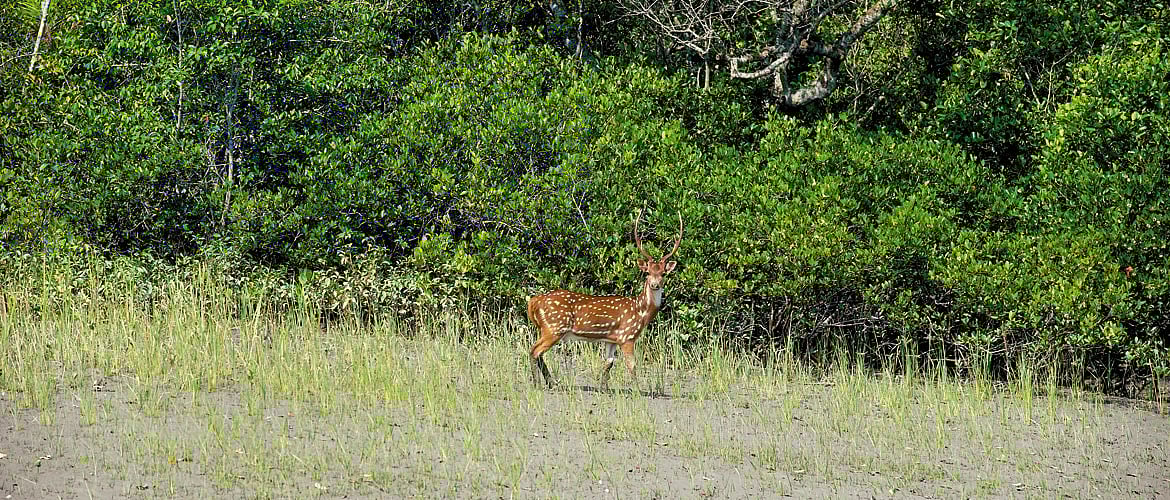 West Bengal Let Sleeping Cats Lie