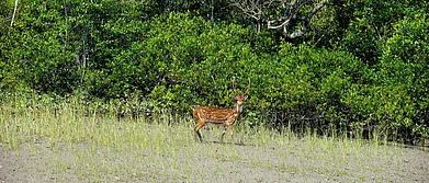 West Bengal Let Sleeping Cats Lie