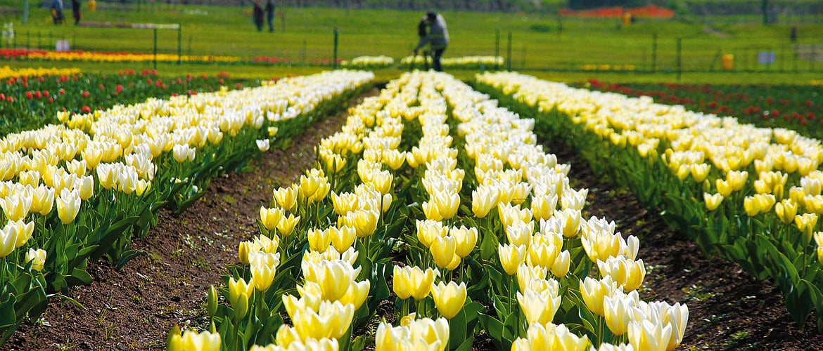 Srinagar An Earthly Paradise