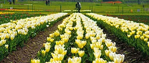 Srinagar An Earthly Paradise