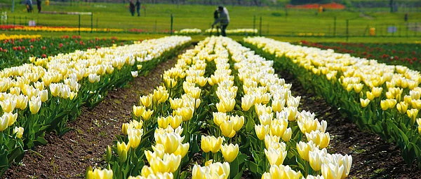 Srinagar An Earthly Paradise