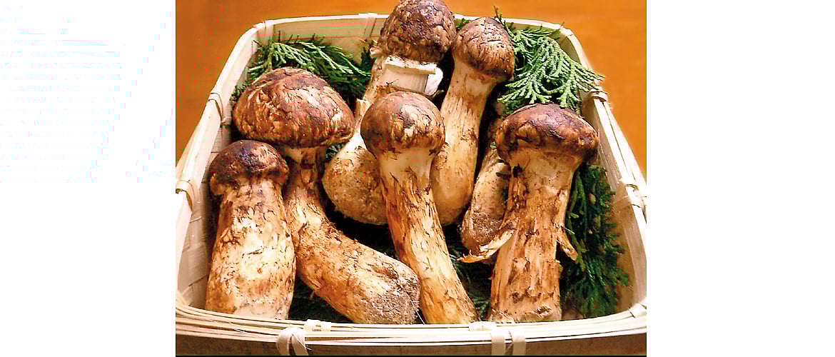 Bhutan Matsutake Mushroom Festival