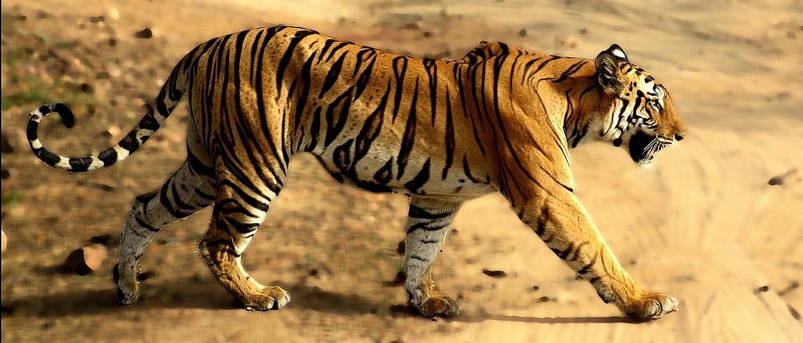 Madhya Pradesh Ride the Tiger Express