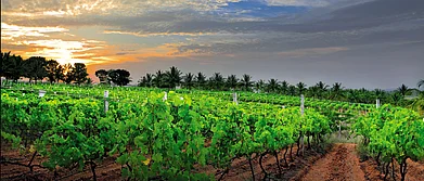 The Best Wine Holidays in India