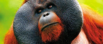 Borneo An Orangutan Adventure