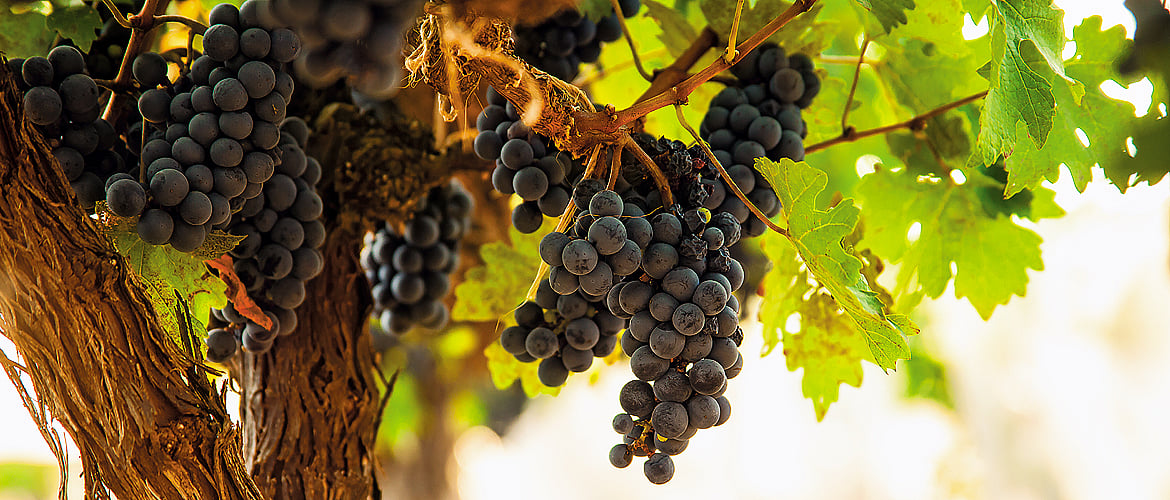 KRSMA : Growing grapes rich of wine quality in Hampi