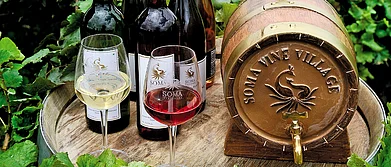 Maharashtra The Gift of The Grape