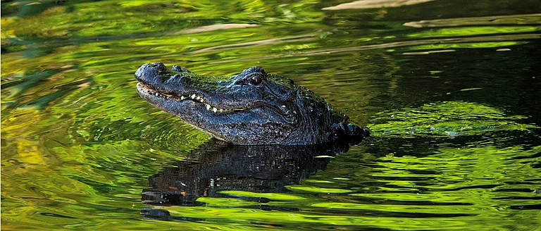 What most of us probably don't know is that a crocodile research centre in Kerala was once named after the Australian Crocodile Hunter Steve Irwin - licensestorehouse.com