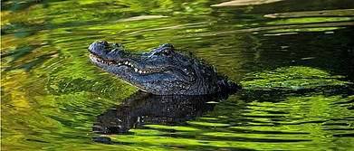 licensestorehouse.com : What most of us probably dont know is that a crocodile research centre in Kerala was once named after the Australian Crocodile Hunter Steve Irwin