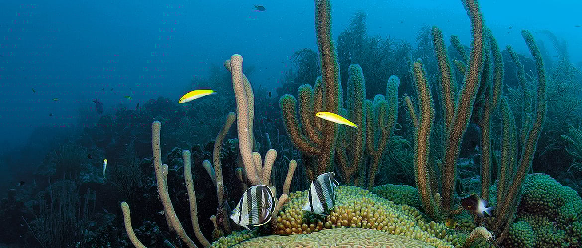 Getty Images : The corals of Watamu