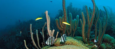 Getty Images : The corals of Watamu