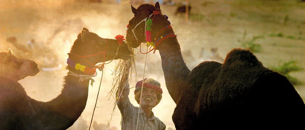 Rajasthan Its Fair Time in Pushkar
