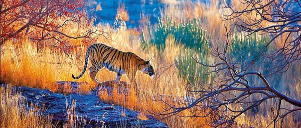 TOFTigers Wildlife Tourism Awards