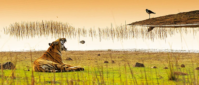 The big cats that inhabit Tadoba Andhari Tiger Reserve command reverence from wildlife photographers around the world - Shutterstock