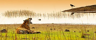 Shutterstock : A Bengal Tiger