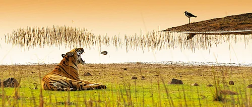 Indias Tiger Conservation Faces A New Threat: Vanishing Prey