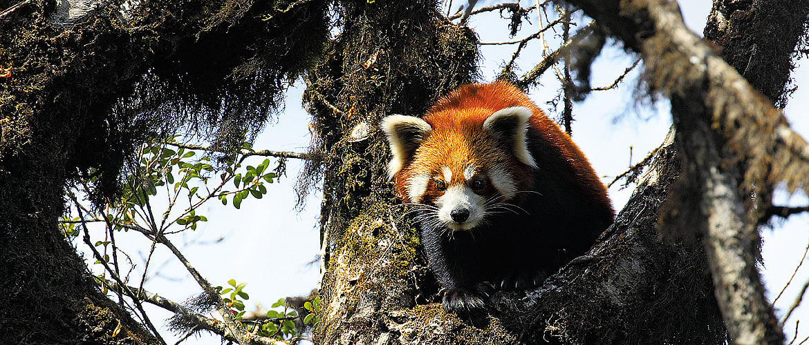 West Bengal The Firefox Quest