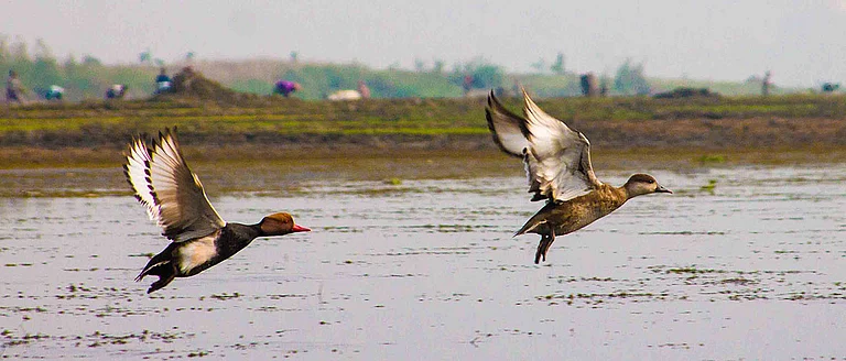Get birding to find some interesting migratory species - Shutterstock