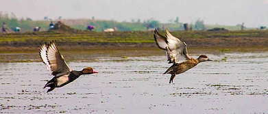 Shutterstock : Get birding to find some interesting migratory species