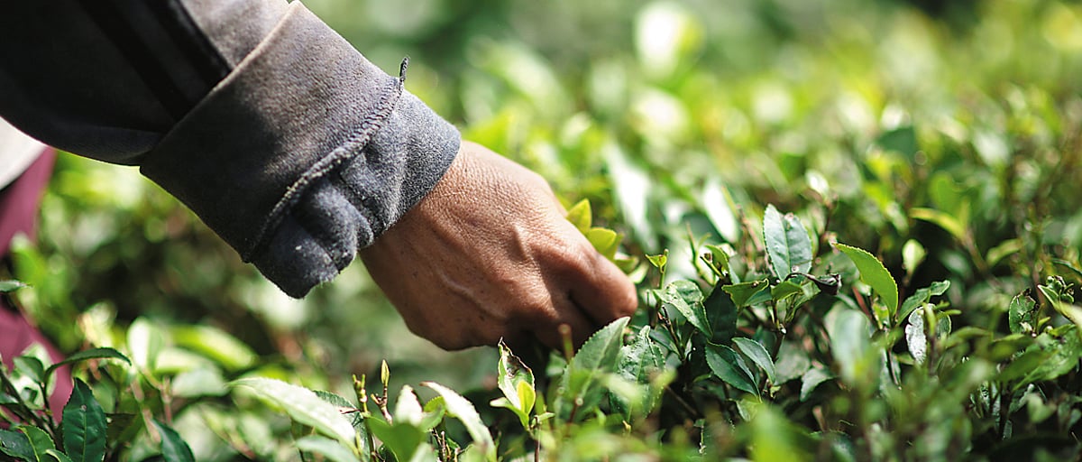 Tea Tales In Kurseong | Outlook Traveller