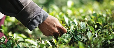 Depositphotos : Tea tales in Kurseong