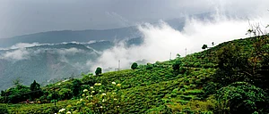 Kurseong Misty Mountain Hop
