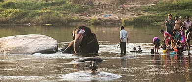 Karnataka The Elephants of Hampi