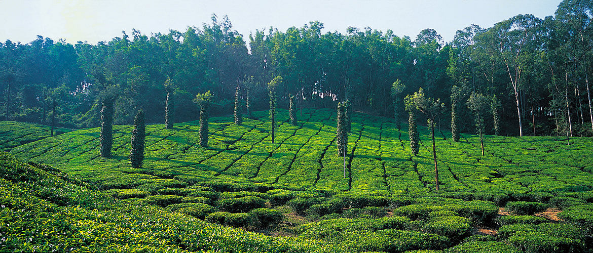 Kemmannagundi The Royal Hill